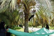 پیش‌بینی افزایش ۵۰ درصدی برداشت خرما از مزرعه غدیر نهبندان/ ۱۲ هزار تن پسته در استان برداشت می‌شود