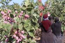 ۱۰ هزار تن پسته در شهرستان فردوس برداشت می‌شود