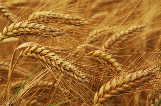 بیش از ۲۳ هزار تن گندم مازاد از کشاورزان خراسان جنوبی خریداری شد