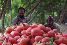 پیش بینی کاهش 35 تا40 درصدی برداشت انار در فردوس