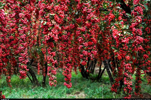 زرشک‌کاران خراسان‌جنوبی خون دل می‌خورند