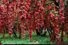 زرشک‌کاران خراسان‌جنوبی خون دل می‌خورند