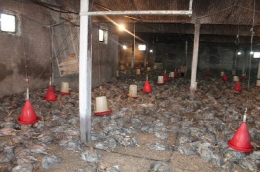 نشت گازوئیل جان بیش‌ از 2 هزار مرغ نیمچه گوشتی را در درمیان گرفت