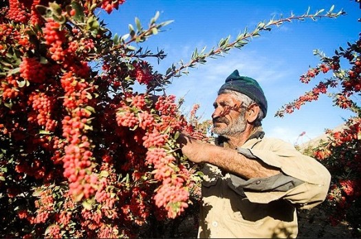 برداشت زرشک از باغات شهرستان درمیان