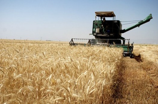 برآورد تولید بیش از 61 هزار تن گندم آبی در خراسان‌جنوبی