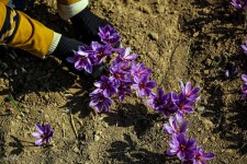 رنج کشاورزان گنج دلالان است/ کمای صنایع تبدیلی زعفران