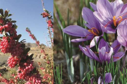 اعلام آمادگی یک موسسه برای کمک مالی در پروژه زرشک و زعفران خراسان جنوبی