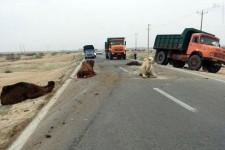 باز هم حادثه در جاده های خراسان جنوبی/تریلی جان ۵ شتر را گرفت