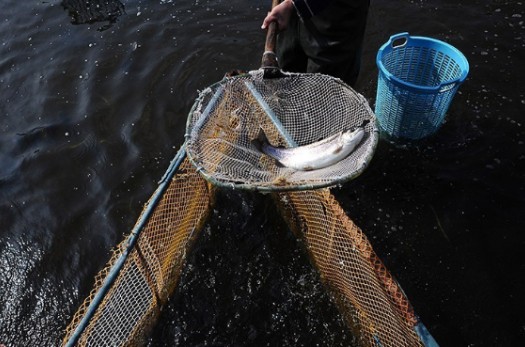 ۵۵۵ تن ماهی گرمابی و سردآبی در استان خراسان جنوبی تولید شد