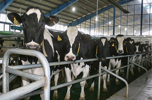 تولید سالانه 1100 تن شیر و 30 تن گوشت در گاوداری صنعتی آستان حسین‌بن موسی‌ الکاظم(ع) طبس