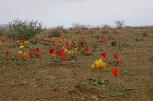 دشت های شهرستان زیرکوه در استان خراسان جنوبی به گل نشست