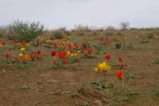 دشت های شهرستان زیرکوه در استان خراسان جنوبی به گل نشست