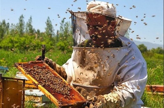 اجرای طرح پایش بهاره زنبورستان ها در شهرستان درمیان