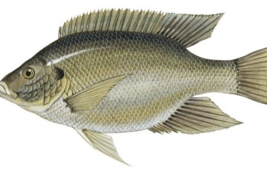 زمینه پرورش ماهی تیلاپیا در خراسان جنوبی فراهم شود