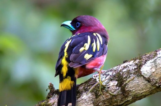 خراسان‌جنوبی زیستگاه 153 گونه پرندگان است