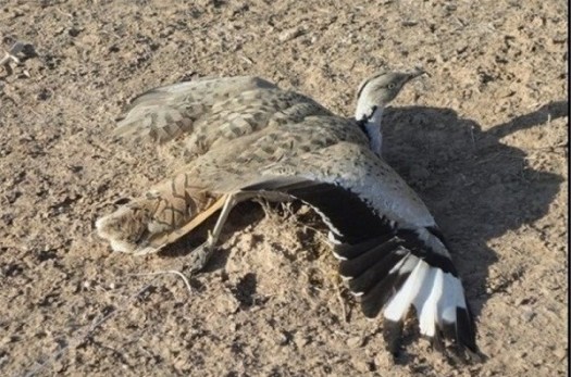 ۱۲۰ حلقه دام شکار غیرمجاز پرندگان وحشی در بیرجند کشف شد