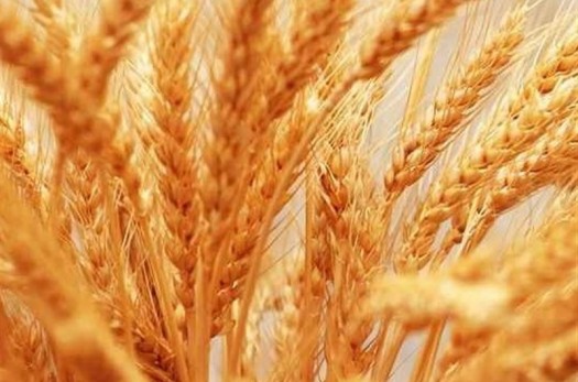 ۱۴۰۰ تن گندم تضمینی از کشاورزان خراسان جنوبی خریداری شد