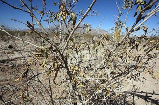 ۸۰ درصد باغات انار شهرستان فردوس بر اثر سرما نابود شد