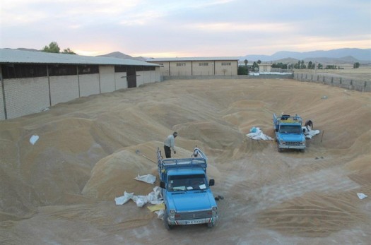 ۸ هزار تن گندم به صورت تضمینی از کشاورزان خراسان جنوبی خریداری شد