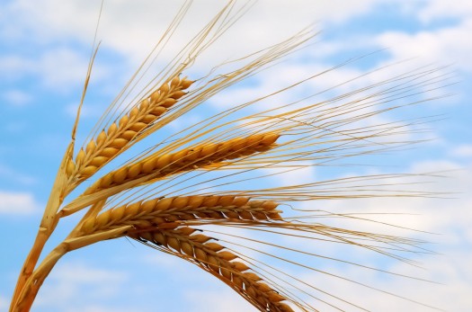 ۱۱ هزار تن گندم به صورت تضمینی از کشاورزان خراسان جنوبی خریداری شد