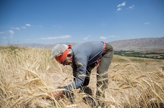 استان خراسان جنوبی برای دومین سال در تولید گندم خودکفا شد