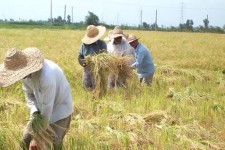 پرداخت بیش از 5 میلیارد ریال مطالبات گندم‌کاران سرایان