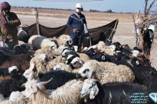 درمان 3 هزار راس دام سبک و سنگین به درمانگاه دامپزشکی نهبندان