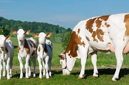 تولید شیر و گوشت بیشتر با پرورش گاو سیمنتال