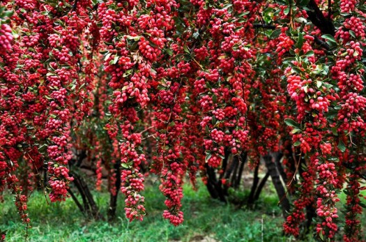 محلول پاشی 70 هکتار از باغات زرشک درمیان