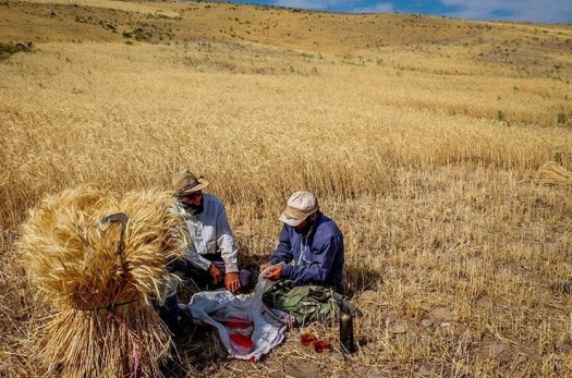 ۱۸ هزار تن گندم به صورت تضمینی از کشاورزان خراسان جنوبی خریداری شد
