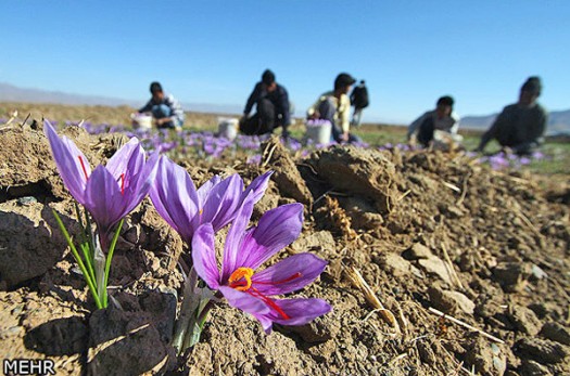 پیش بینی برداشت ۱۰ تن زعفران از مزارع کشاورزی سرایان