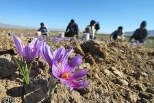 پیش بینی برداشت ۱۰ تن زعفران از مزارع کشاورزی سرایان