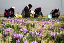 بیش از 23 درصد شاغلین بخش کشاورزی خراسان‌جنوبی را زنان تشکیل می‌دهند