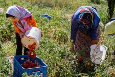 ۹۰ درصد اشتغال‌زایی شهرستان خوسف در بخش کشاورزی است