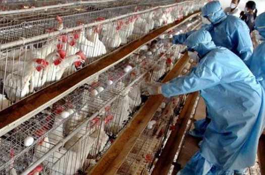 پیشگیری از آنفلوانزای فوق حاد پرندگان در جهادکشاورزی درمیان