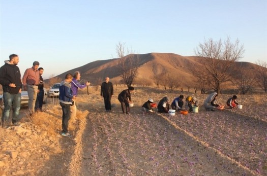 ۱۸گردشگر آلمانی از مزارع زرشک و زعفران خراسان جنوبی بازدید می‌کنند