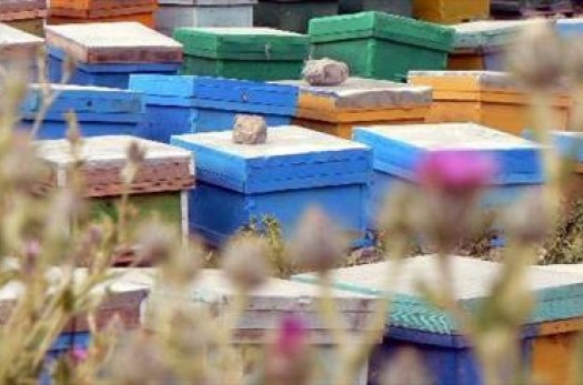 آغاز آمارگیری زنبورستان‌ها در شهرستان سربیشه