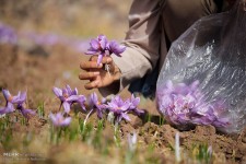 زعفران افغانی جا پای طلای سرخ ایران گذاشت/طرح هایی که خاک می خورد