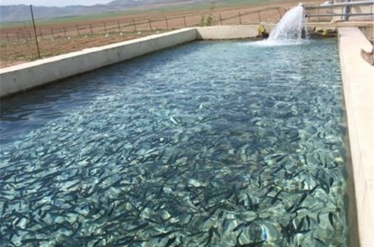 رهاسازی بیش از شش هزار قطعه ماهی در استخرهای سربیشه