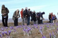 برداشت زعفران برای گردشگران آلمانی جذاب است