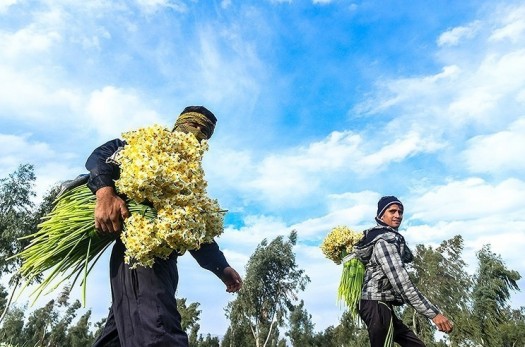 ۱۷ میلیون شاخه گل نرگس از مزارع استان خراسان جنوبی برداشت می‌شود