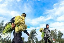 ۱۷ میلیون شاخه گل نرگس از مزارع استان خراسان جنوبی برداشت می‌شود