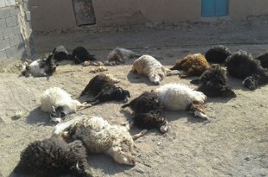21 گوسفند در جومیان خوسف با حمله گرگ تلف شدند