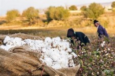 ۱۶۰ تن پنبه از کشاورزان خراسان جنوبی به صورت تضمینی خریداری شد