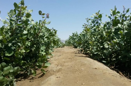 تولید سالانه بیش از 600 هزار اصله نهال گلدانی پسته در خراسان جنوبی