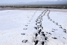 مراسم گرامیداشت روز جهانی تالاب‌ها در تالاب کجی نمکزار نهبندان برگزار می‌شود