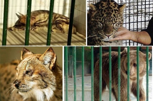باغ وحش در گواب شهرستان خوسف راه‌اندازی می‌شود