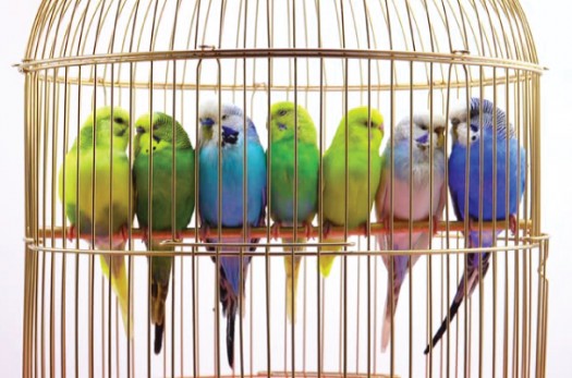 کشف محموله قاچاق پرندگان زینتی در بیرجند