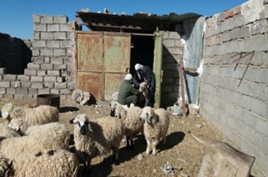 توقیف محموله 137 راس گوسفند غیرمجاز در طبس