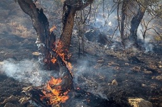 خسارت ۹۰ میلیون تومانی در آتش‌سوزی مراتع سرچشمه جوزردان/ کاشت مجدد گیاهان و درختچه‌ها در اسرع وقت